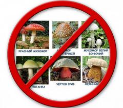 Профилактика отравлений грибами 